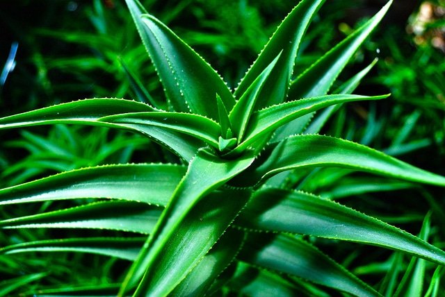 Types Of Aloe Vera Plants Aloe vera is