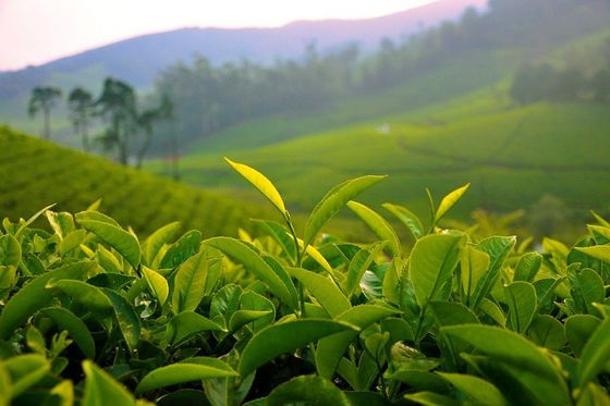 Green Tea for Skin, Providing Health Benefits Inside and Out
