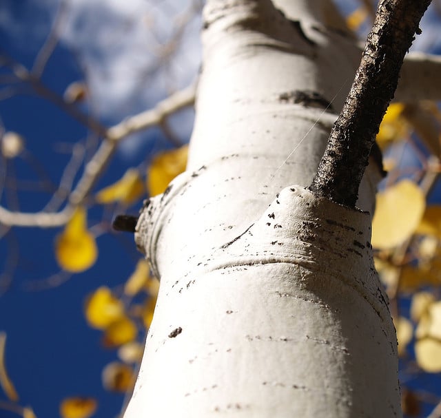 Aspen Bark for Skin, the AllNatural Preservative