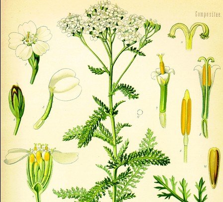 yarrow for first aid