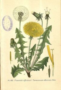 edible plants - dandelion