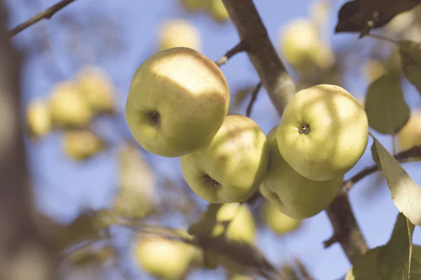 ingredients apple extract