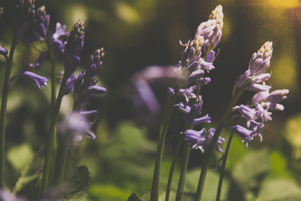 myths about lavender