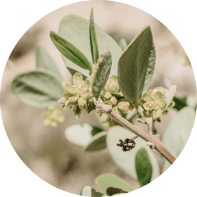 Golden Jojoba Oil
