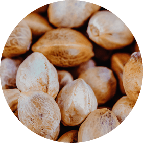 Hemp Seed Oil