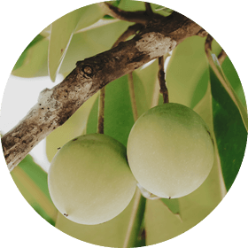 Tamanu Oil