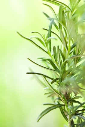 Herb of the Week: Rosemary