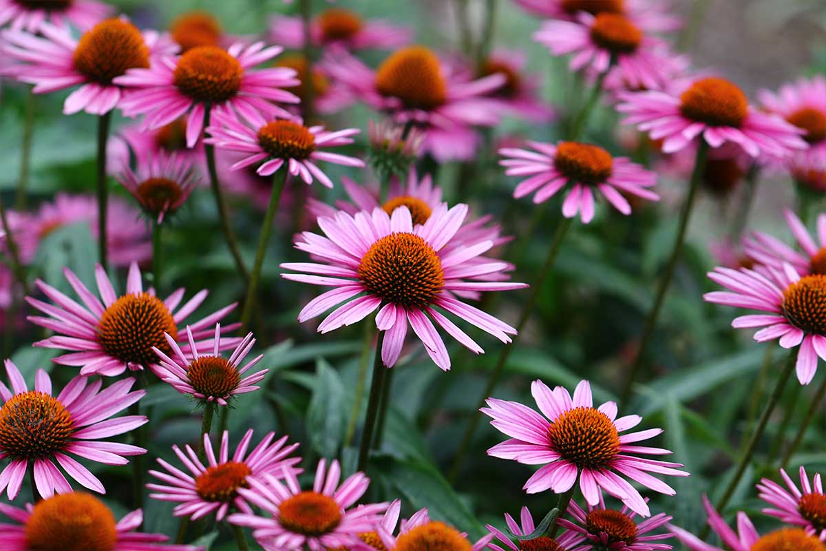 Herb of the Week Echinacea