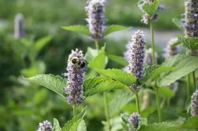 Hyssop for Skin, the Natural Cleanser