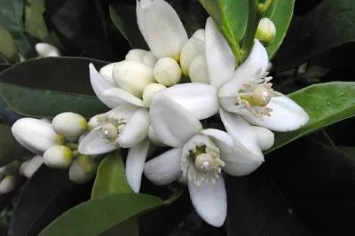 Neroli for Skin, a Toner for Brightening