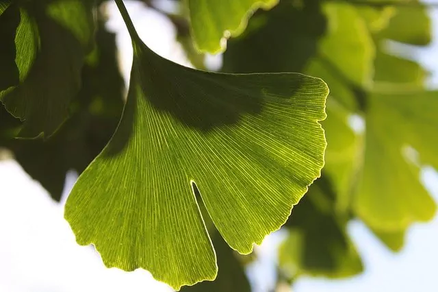 Ginkgo Biloba ile ilgili gÃ¶rsel sonucu