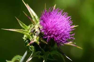 Milk Thistle Seed for Skin, Protects and Provides Antioxidants