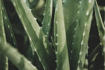 Aloe Vera for Skin, the Moisturizing Wonder Plant
