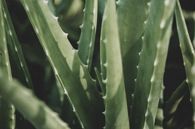 Aloe Vera for Skin, the Moisturizing Wonder Plant