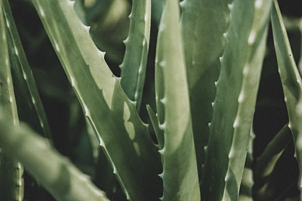 Aloe Vera For Healthy Skin The Healing Moisturizing Wonder Plant