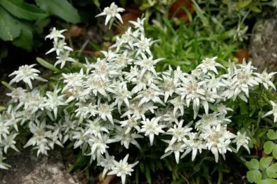 Edelweiss for Skin, Small and White, but with Anti-Aging Might