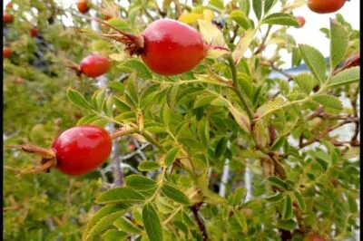 Rosehip Seed Oil for Skin, Anti-Aging with Vitamin A & Essential Fatty Acids