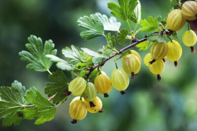 Amla Berries for Skin: A Great Source of Vitamin C 2