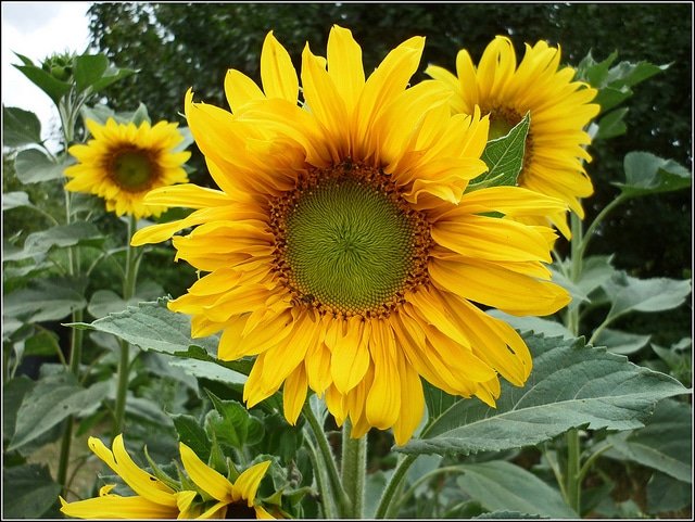 aging anti sunscreen for Skin Seed Sunflower
