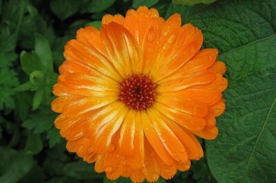Calendula for the Skin, the Time-Tested Calming Herb
