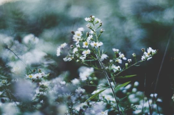 Chamomile for Skin