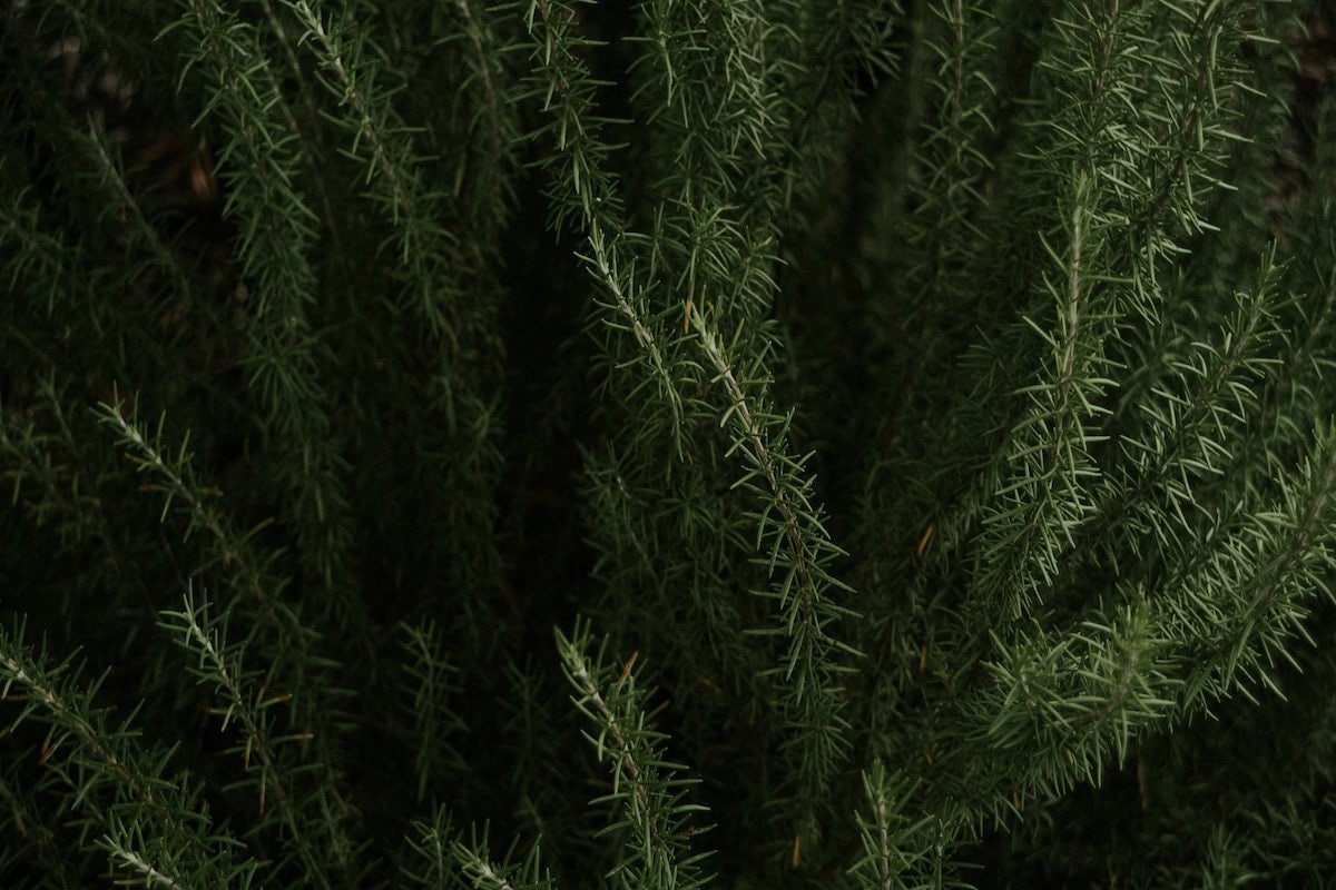 Rosemary for Skin