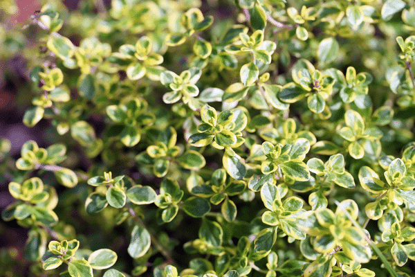 thyme