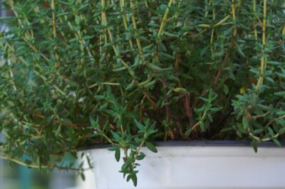 Thyme for Skin, the Natural Solution for Oily and Sensitive Skin