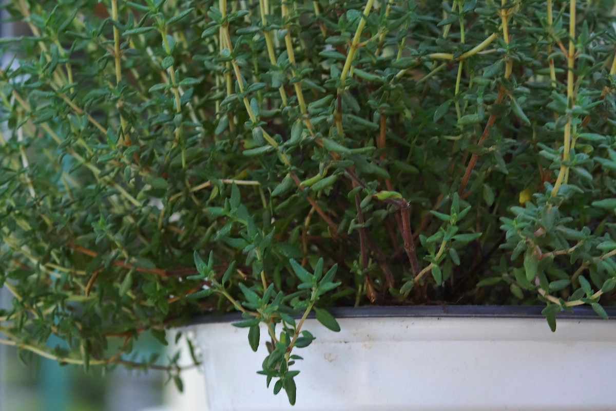 Thyme for Oily and Sensitive Skin