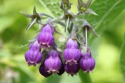 Comfrey for Skin, for a Softer Appearance