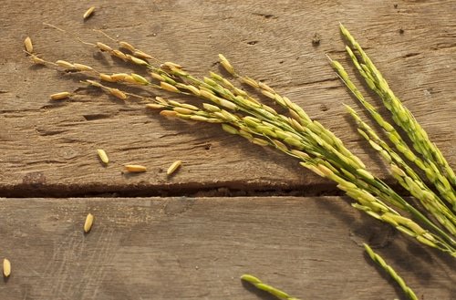 Rice Bran Oil Rice Bran Oil