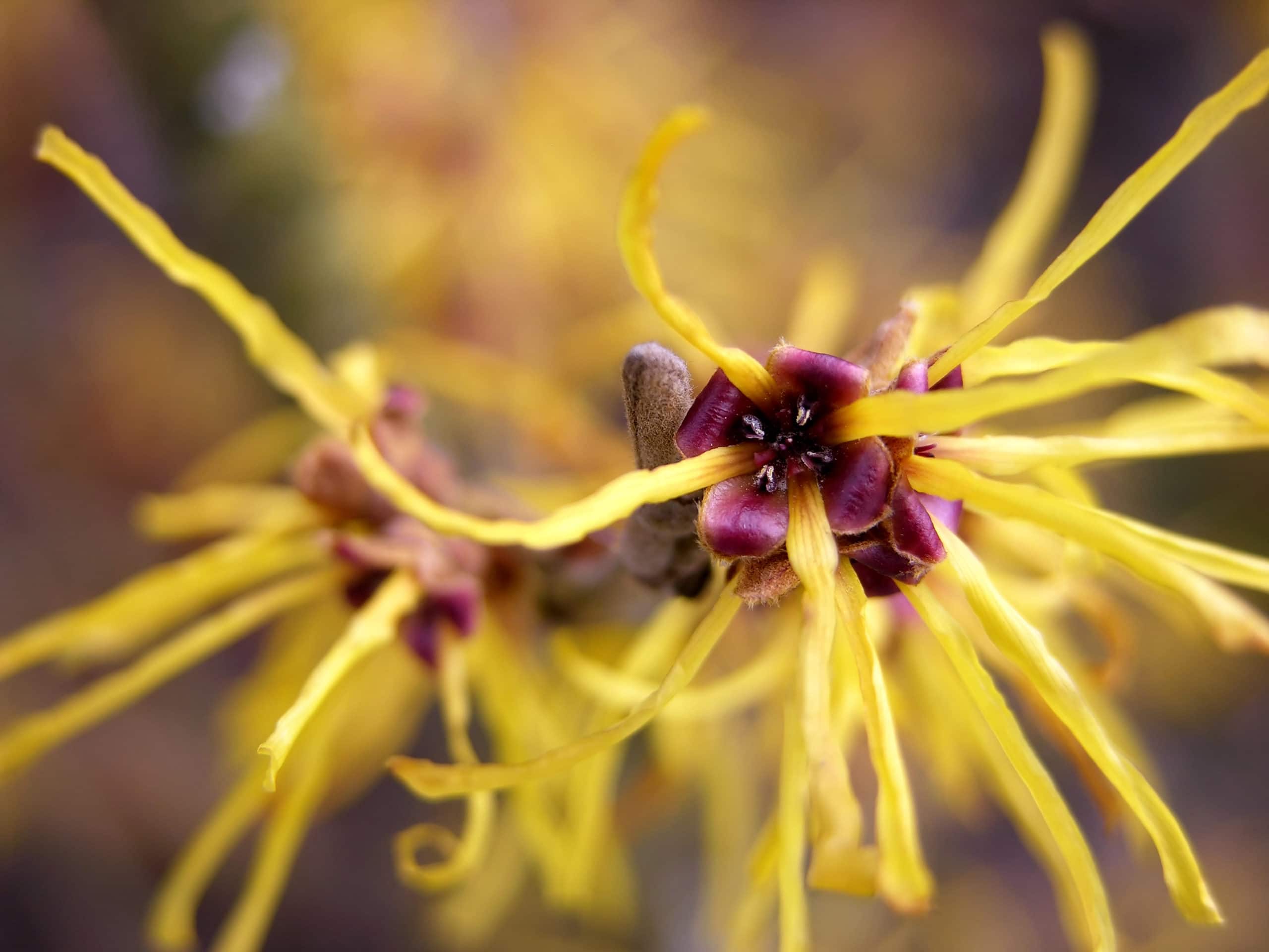 Witch Hazel for Skin: Minimize the Appearance of Pores