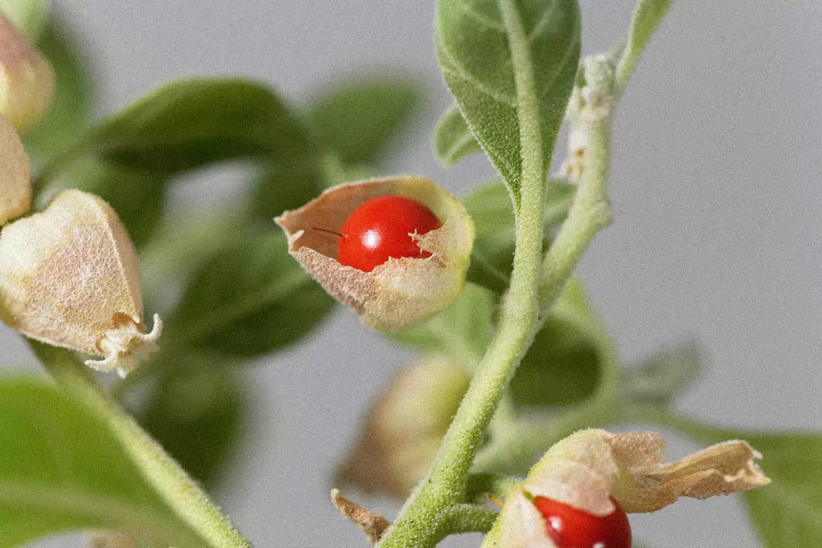 Ashwagandha, the Calming Herb For Oily Skin (and Your Mind) 1