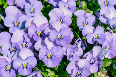 Blue Violet for Skin, the Natural Source of Salicylic Acid 1
