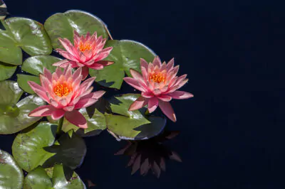 Lotus for Skin, the Purifying and Rejuvenating Fragrant Flower 1