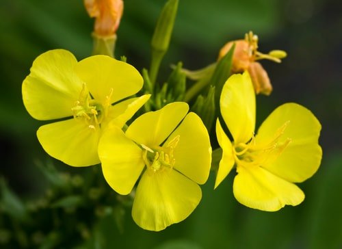 Evening Primrose for Skin, Naturally Soothing and Softening