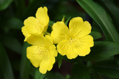 Evening Primrose for Skin, Soothing and Softening 1