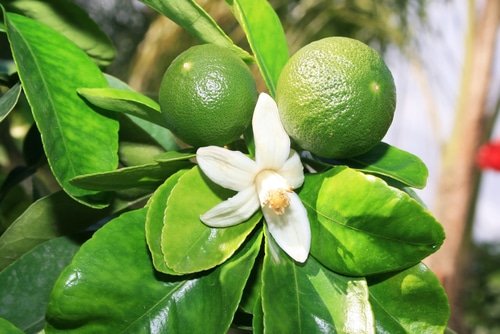 Green Mandarin Oil The Gentle Tangy Skin Refresher