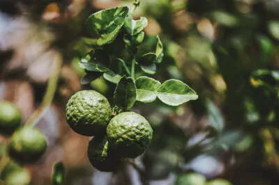 Bergamot Oil, the Problem-Solving Essential Oil 1