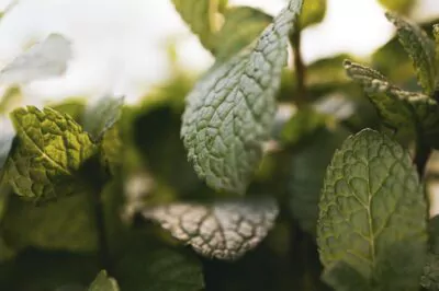 Peppermint Oil for Skin, the Refreshing, Oil Balancing Herb