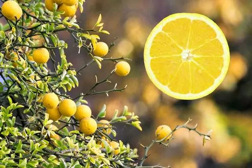 Bitter Orange for Balancing Skin's Natural Oils