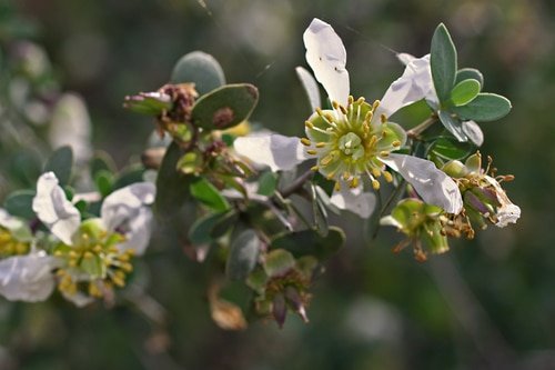 بوته روغن جوجوبا