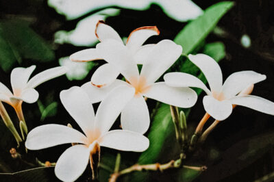 Frangipani Oil Delivers a Romantic, Alluring Scent from the Tropics 1