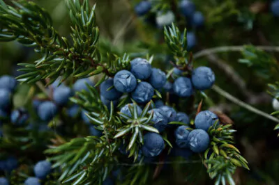 Blueberry Seed Oil for Skin, the Anti-Aging Powerhouse 2