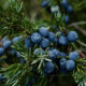 Blueberry Seed Oil for Skin, the Anti-Aging Powerhouse 2