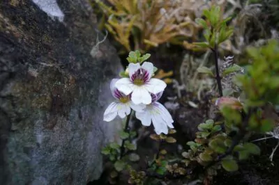 Eyebright—It Really Does Help the Eyes