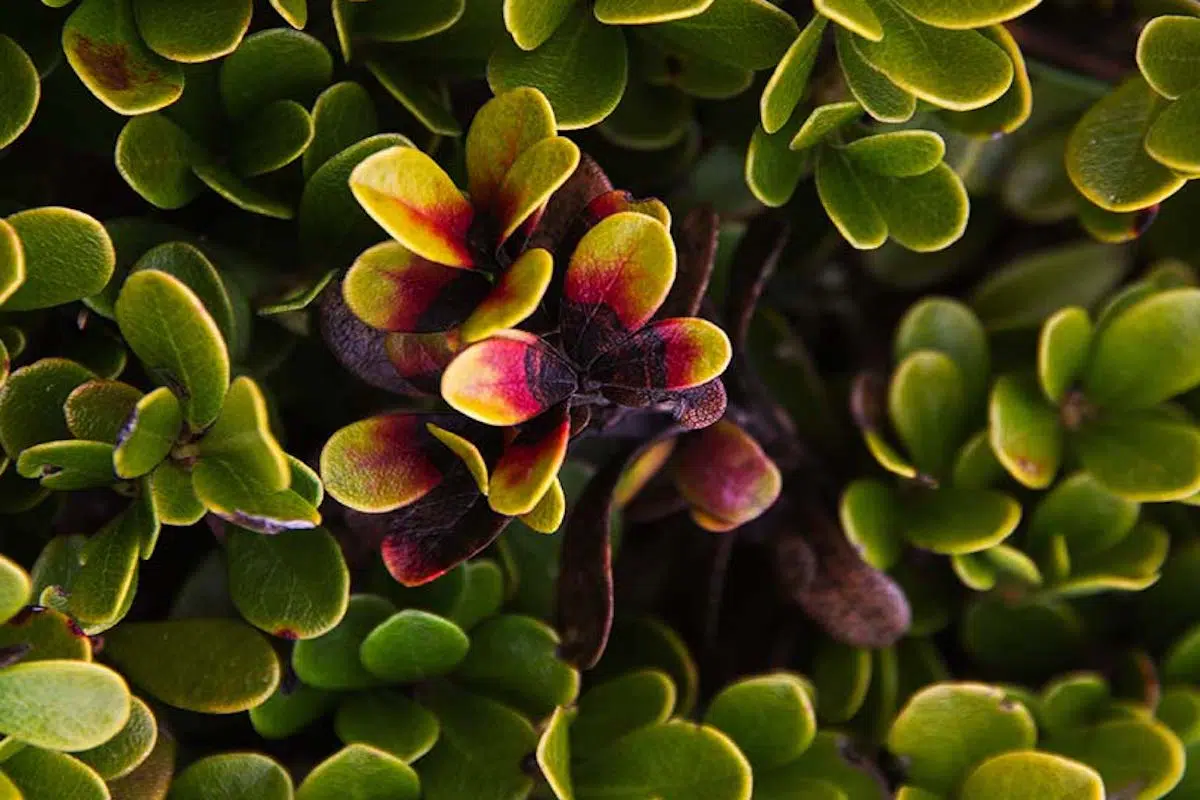 Uva ursi for skin