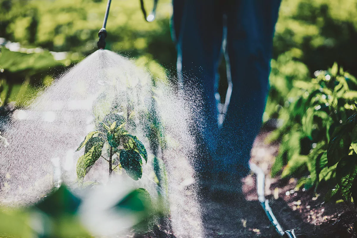 How Is Your Skin Affected by Pesticides?