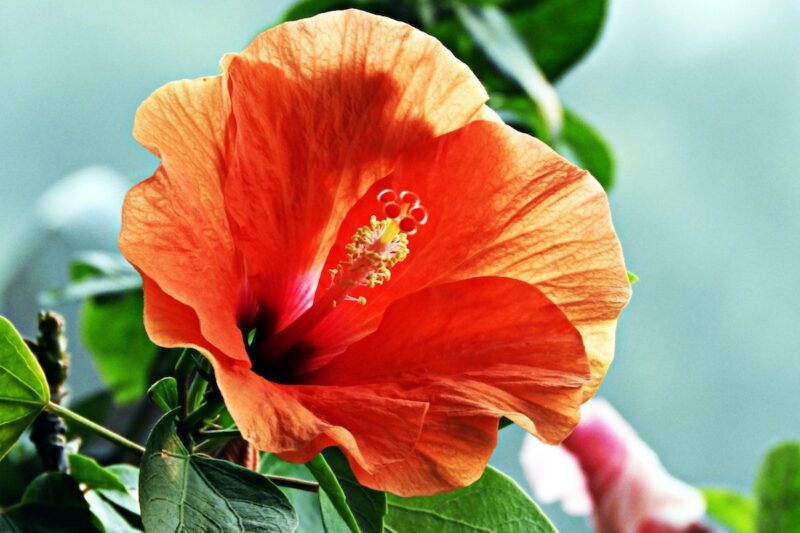 Hibiscus for Skin, the Natural Firming Plant
