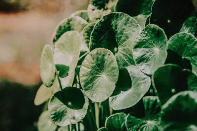 Gotu Kola—Benefits for Skin, and Our Superior Extraction Method 2